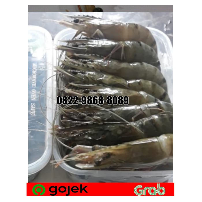 

UDANG WINDU SIZE 40/ UDANG PANCET 500GR/BLACK TIGER/ UDANG SEGAR MURAH