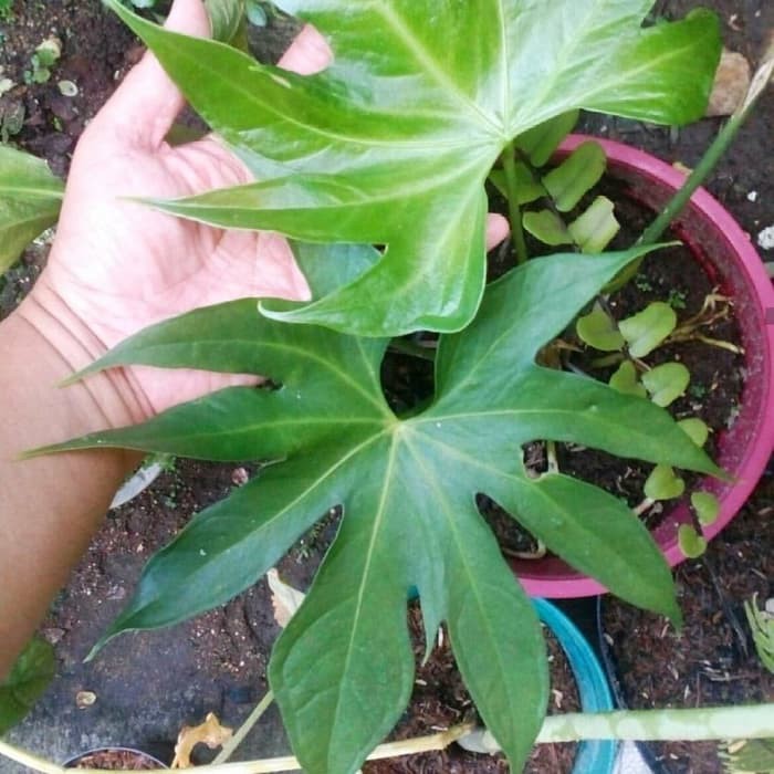 tanaman hias anthurium jari - anthurium pedatoradiatum