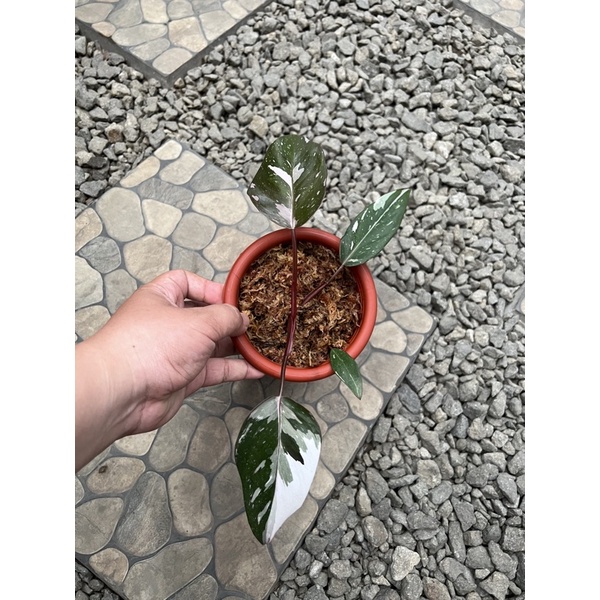 Philodendron Anderson Variegata