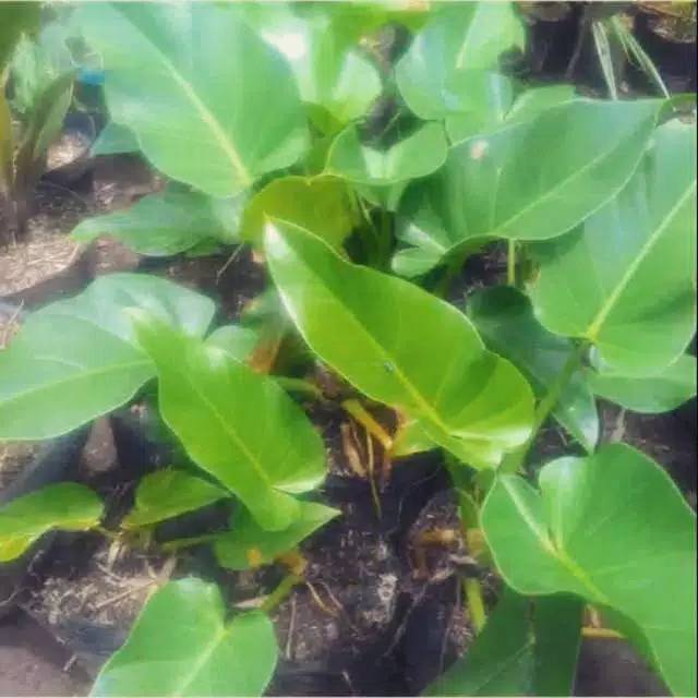 Tanaman hias philodenron marble - Pohon pilo marbel