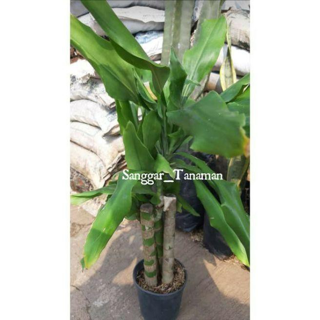 Afandi Flora tanaman bunga hanjuang hijau / Afandi Flora tanaman bunga indoor