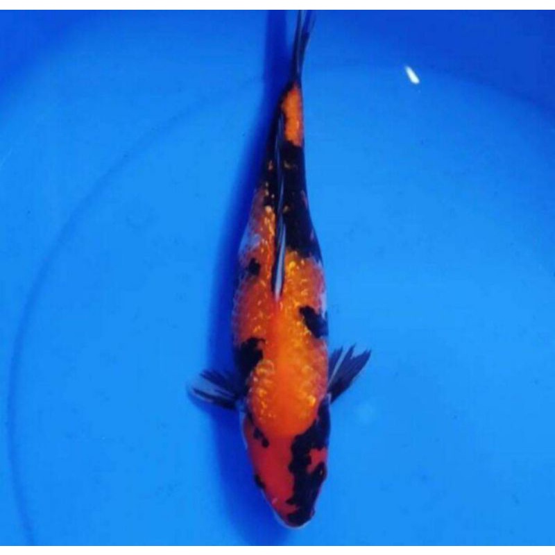 ikan koi hitsuri size 15cm - 20cm