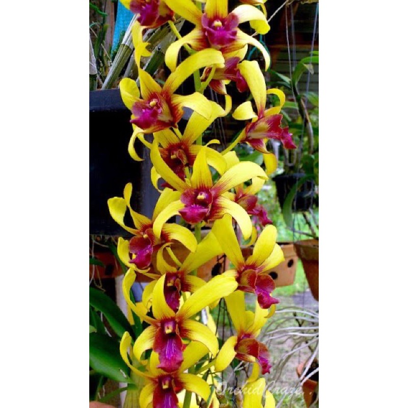 bunga anggrek Dendrobium dewasa-Tanaman hias anggrek kuning-dendro- Tanaman Hidup+Bunga Hidup Murah