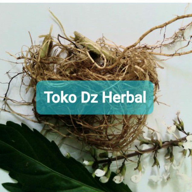 

Paket 200 gram akar kumis kucing segar-az