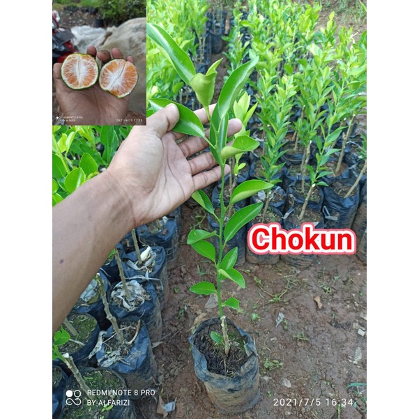 bibit jeruk cokun/bw