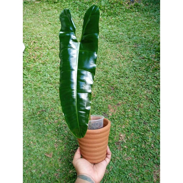 philodendron atabapoense x bilitar
