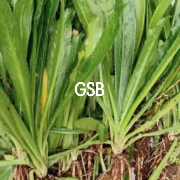 Daun walang sangit pohon walang sangit isi 30 pohon