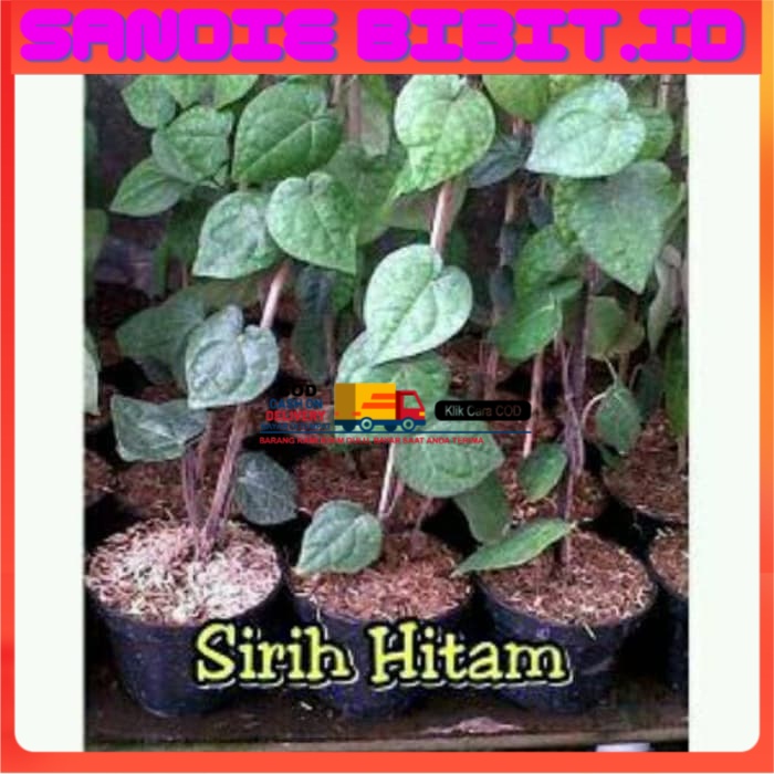 Tanaman Sirih Hitam