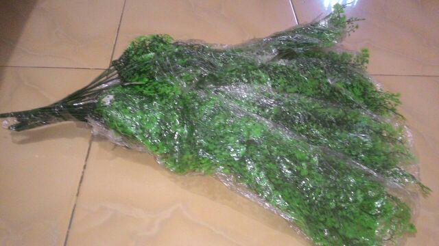 Daun Rambat Menjuntai/dekorasi Rumah