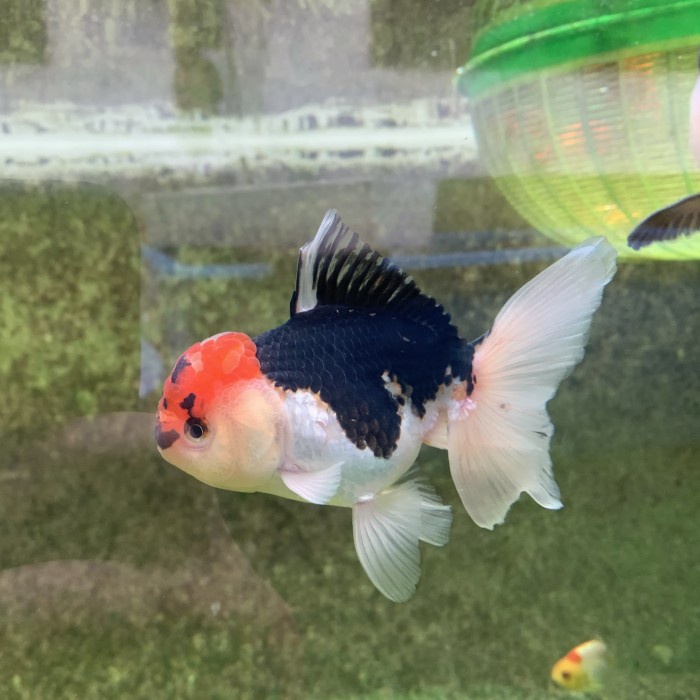 Ikan Mas Koki tanco Oranda Shortbody / ikan hias aquarium