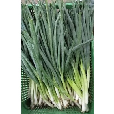 

SegarDailly Daun Bawang Bersih 250gram/Pack