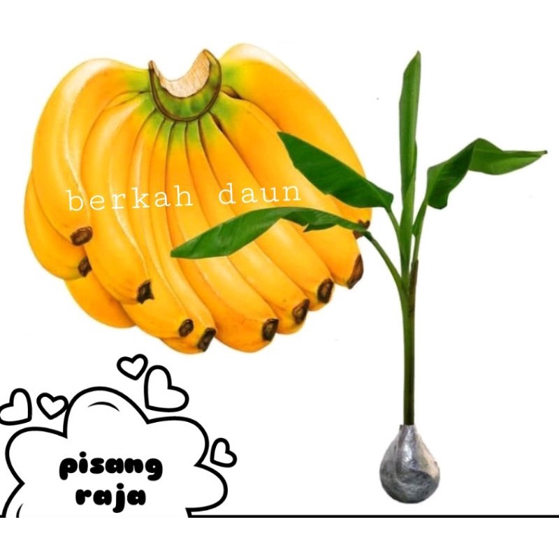 bibit pisang raja super