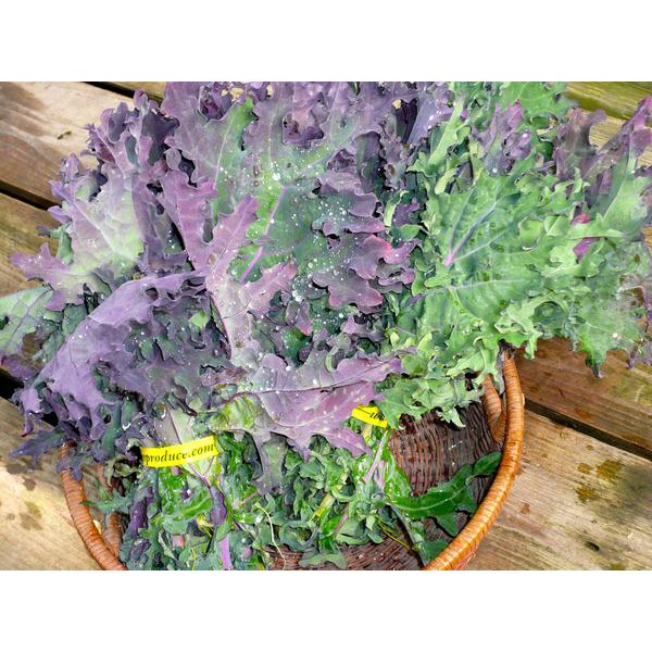 Benih-Bibit Kale Red Russian (Haira Seed)