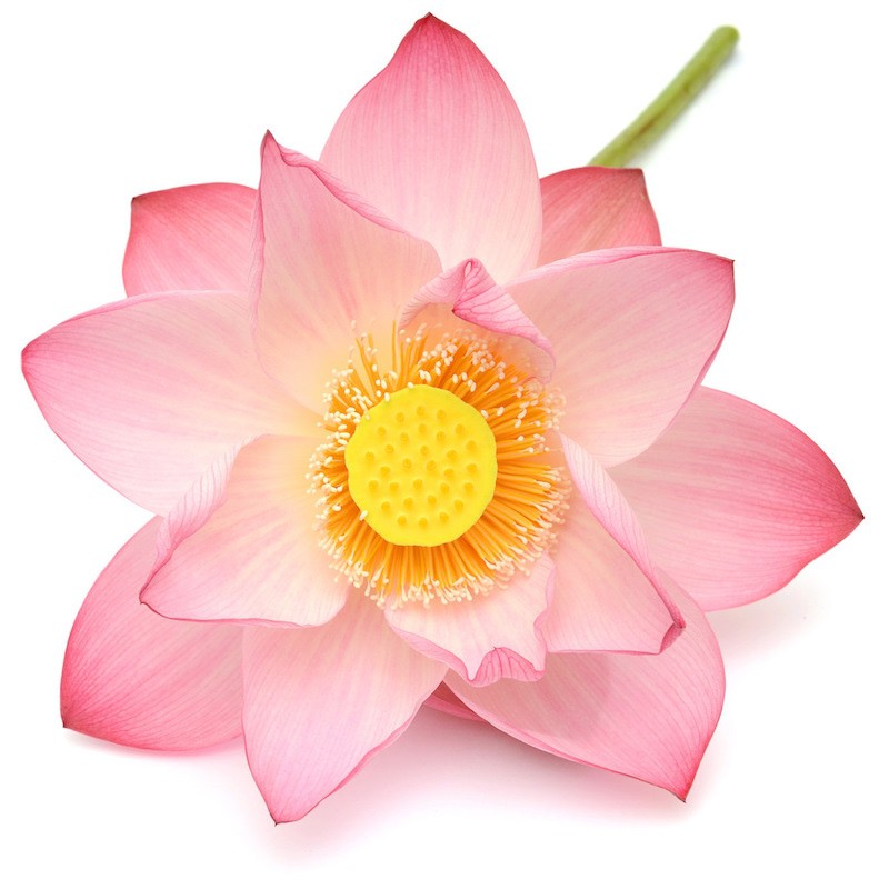 Benih Bibit Biji - Bunga Lotus PINK BEAUTY Tanaman Air Seroja Teratai Flower Seeds - IMPORT