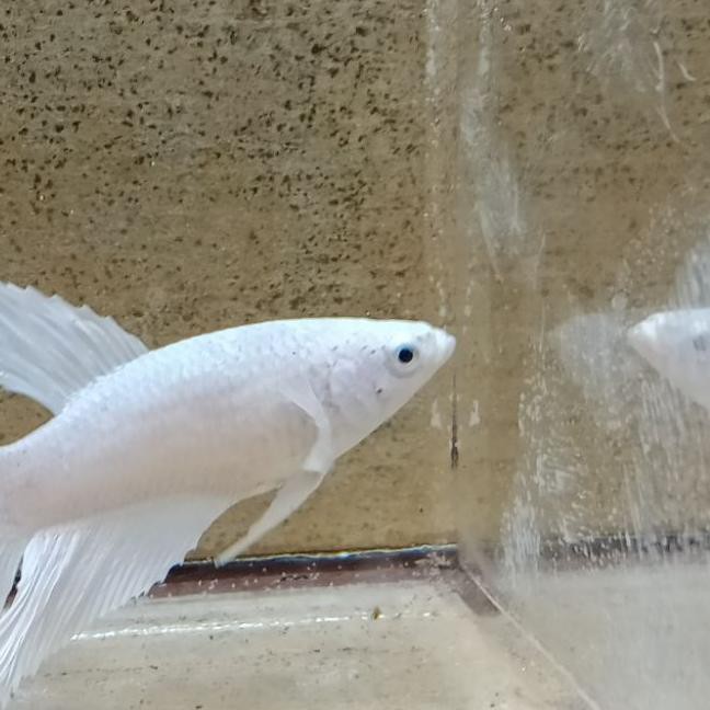 ◄ ikan cupang female halfmoon white platinum halfmoon putih ➽