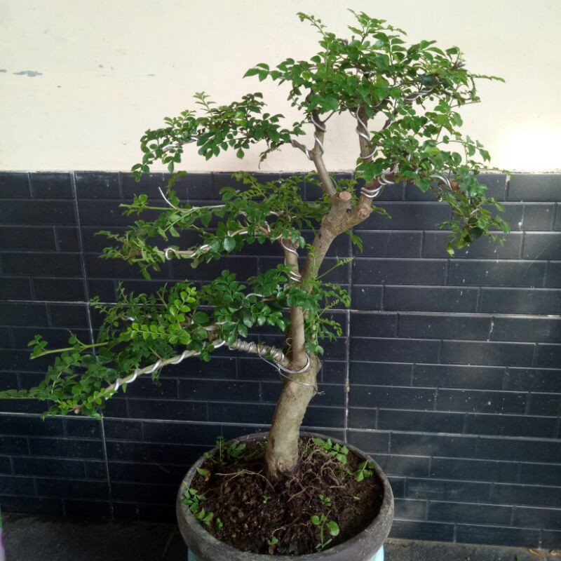 Bonsai Kalimantan atau Tausi