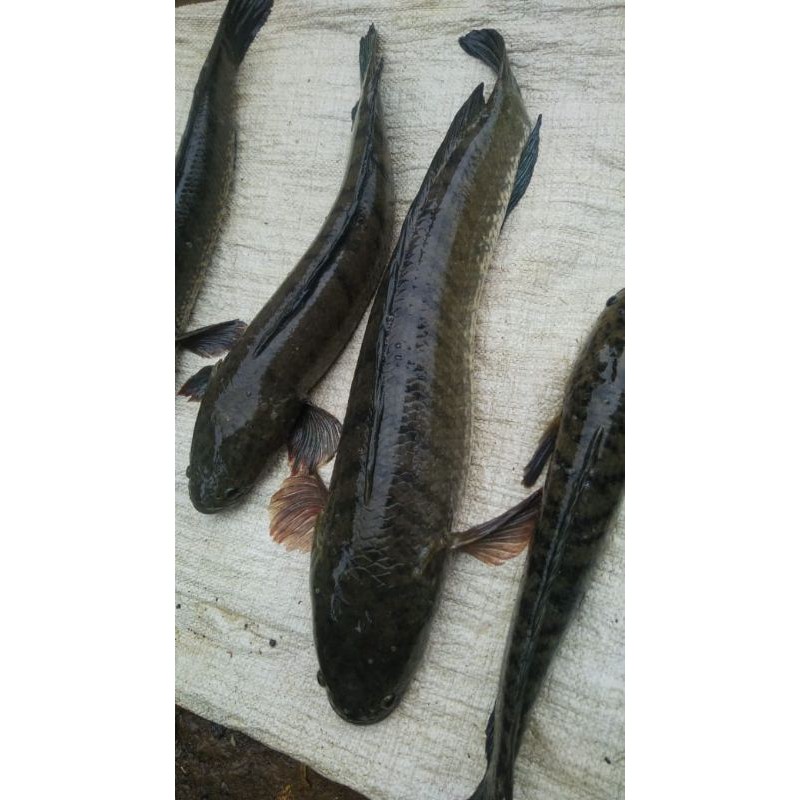

Ikan Gabus Konsumsi Segar 1Kg isi 1-2 Ekor