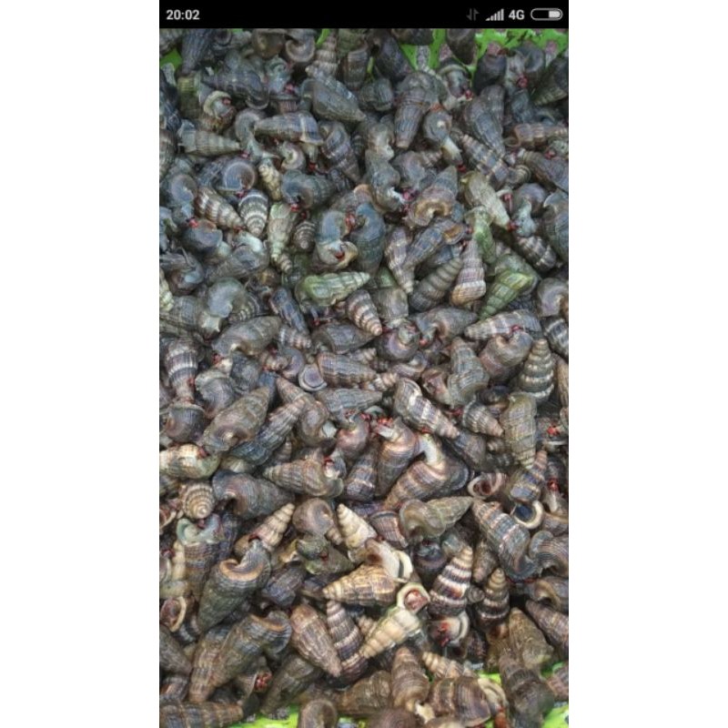 

Siput Bakau / Tengkuyung / Keong Bakau / katanglo