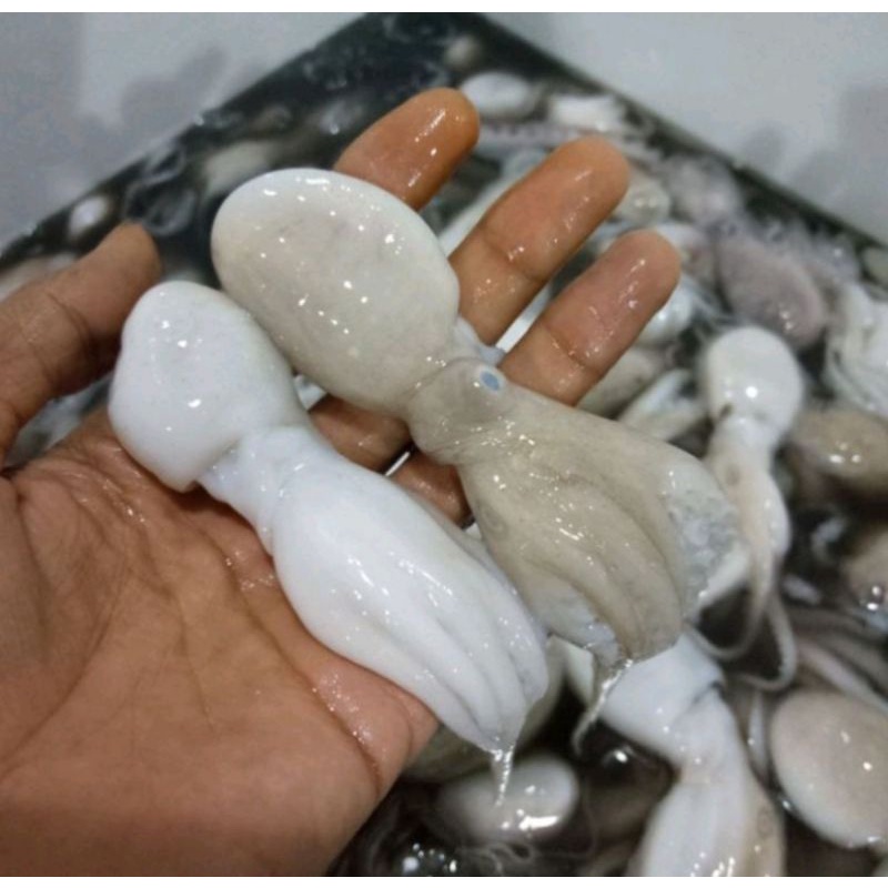 

Baby Octopus Gurita Fresh 1kg