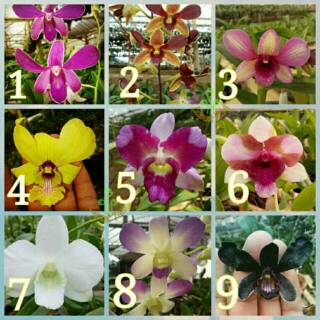 anggrek dendrobium seedling up remaja kloning thailand anggrek dendrobium seedling up remaja kloning thailand