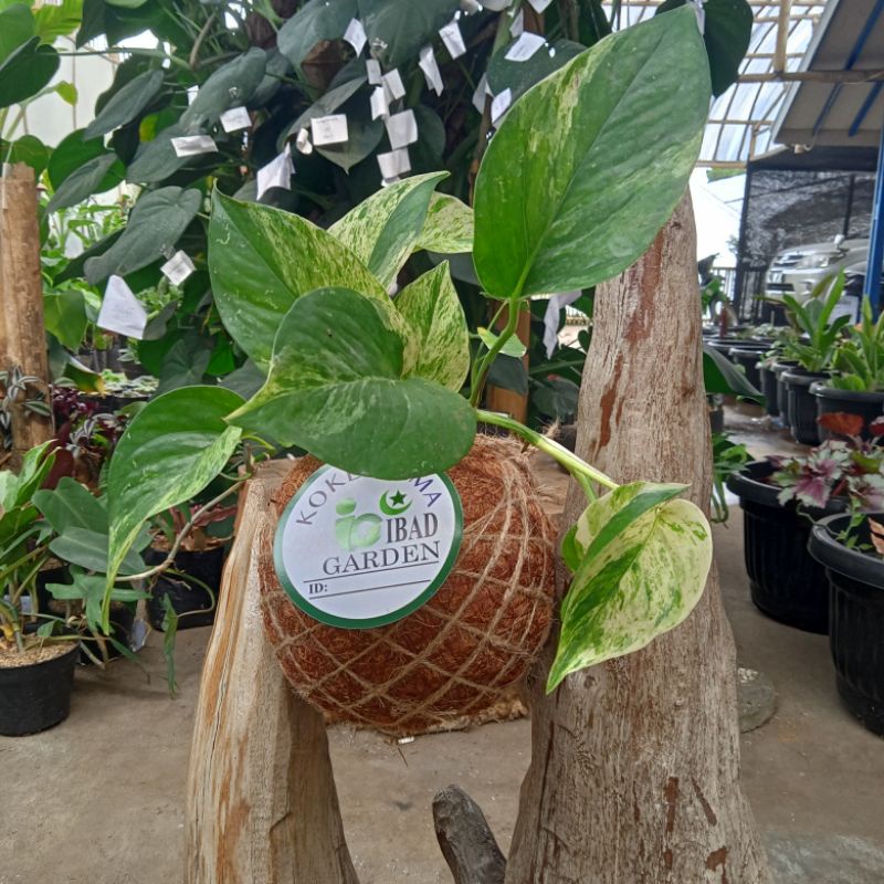 Tanaman hias kokedama epipremnum sirih varigata marble