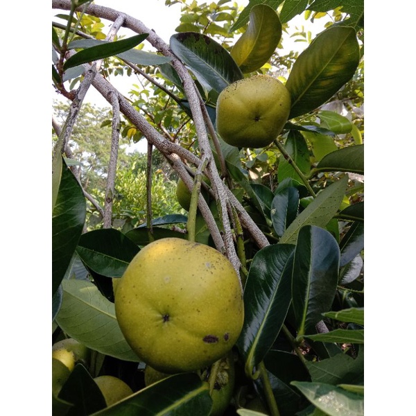 

Buah Black Sapote (1 kg)
