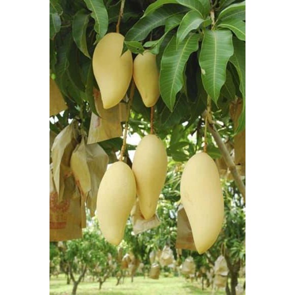 c@ri Bibit Tanaman Buah Mangga Namdokmai Golden Unggul