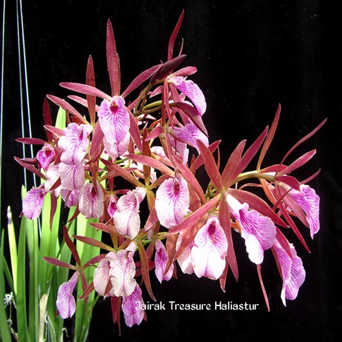 anggrek encyvola jairak Cattleya - haliastur