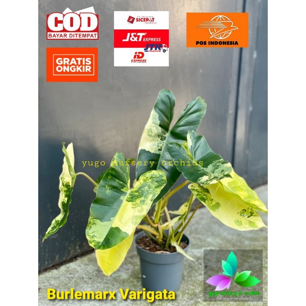 Philodendron Burlemarx varigata Pilo varigata Tanaman Hias langka
