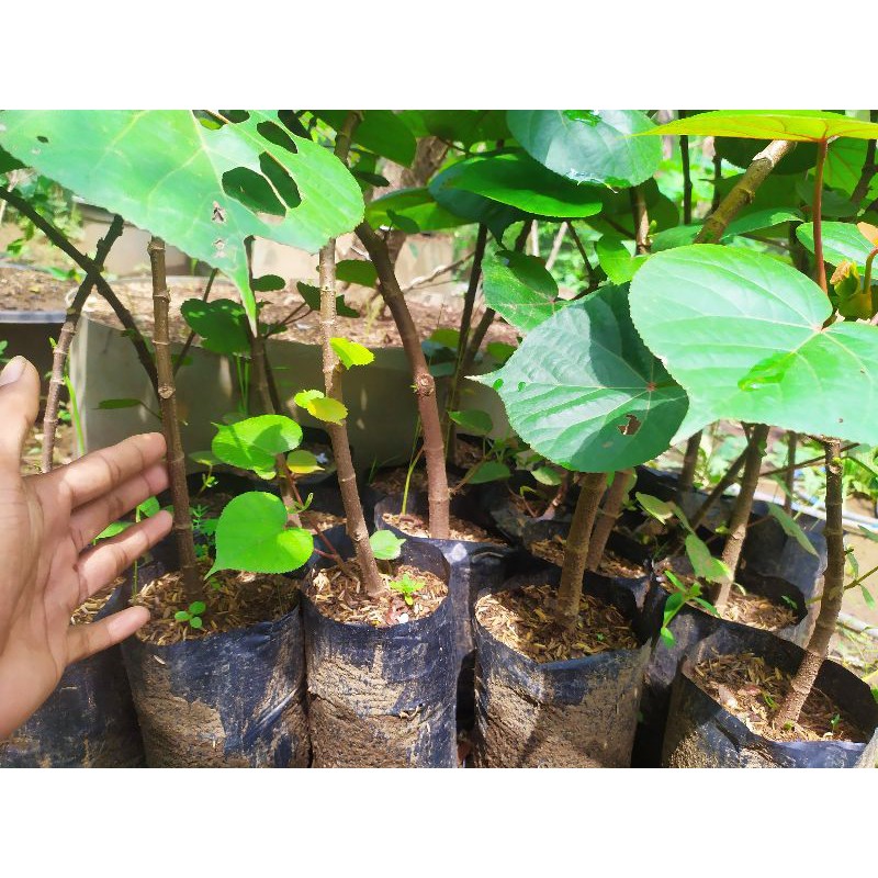 Bibit bonsai waru taiwan