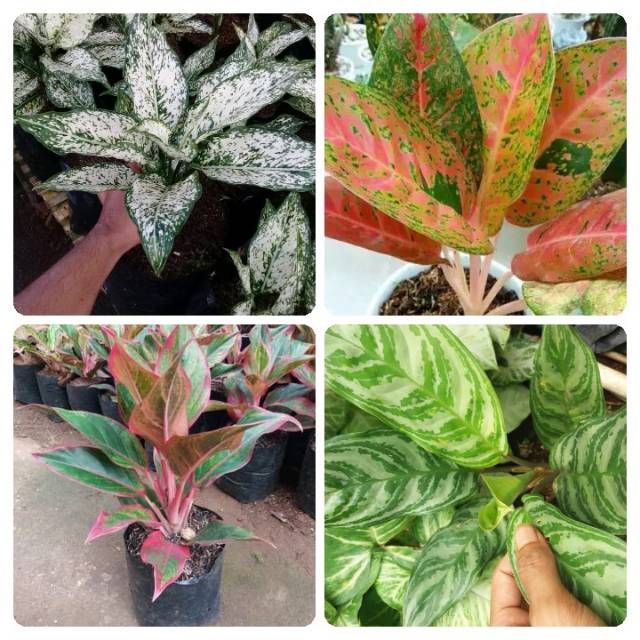 Paket 4 jenis aglonema