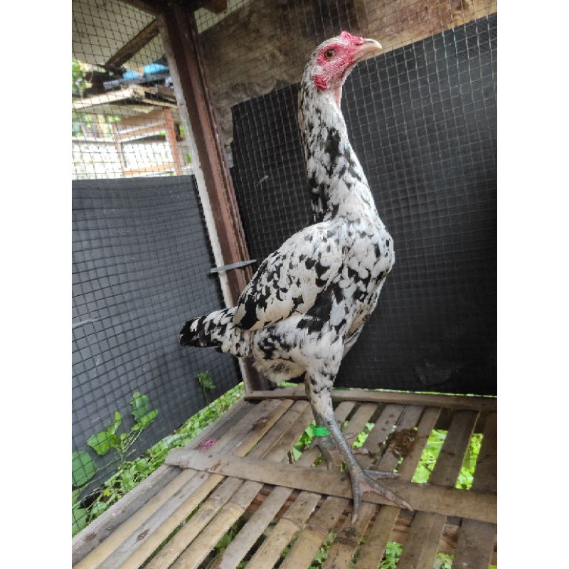 Ayam betina Birma Mangon Muda