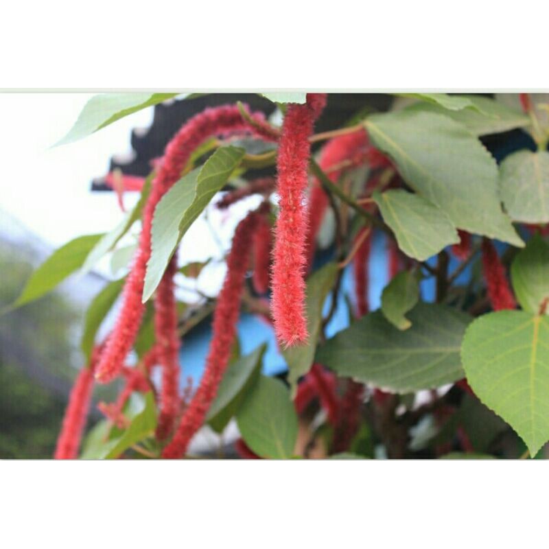 TANAMAN HIAS EKOR MONYET