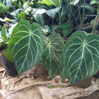 Tanaman Hias Kuping Gajah Daun Lebar Pohon Kuping Gajah Tanaman Hias Kuping Gajah Daun Lebar Pohon Kuping Gajah