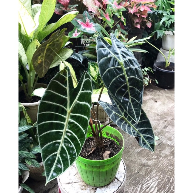alocasia watsoniana glossy