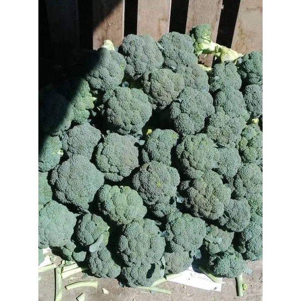 

Sayuran Segar Burkoli
