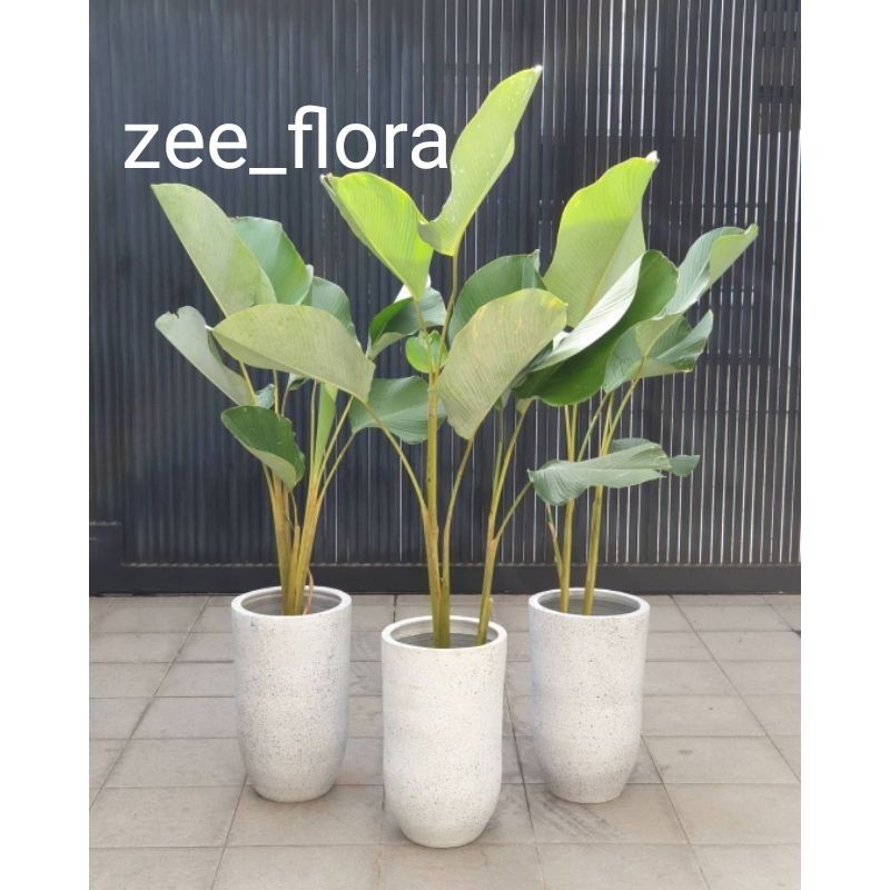 pisang kalatea / kalatea lutea