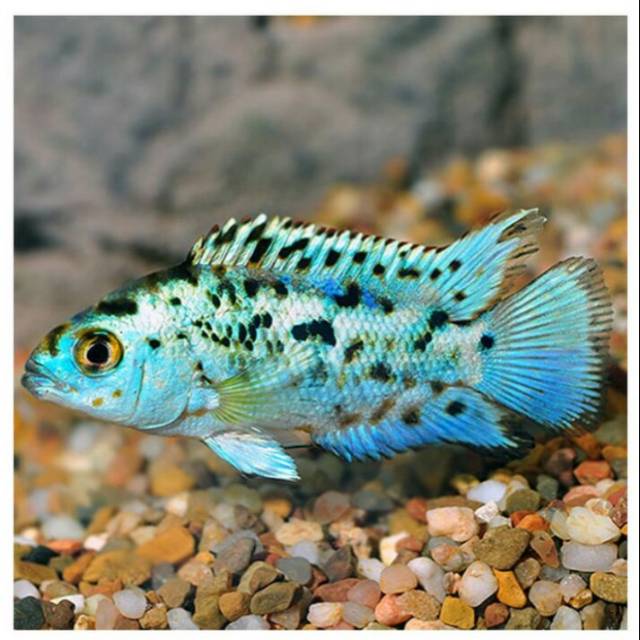 Elektrik blue Jack damsey EBJD