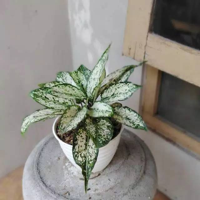 aglonema Snow White rimbun murah