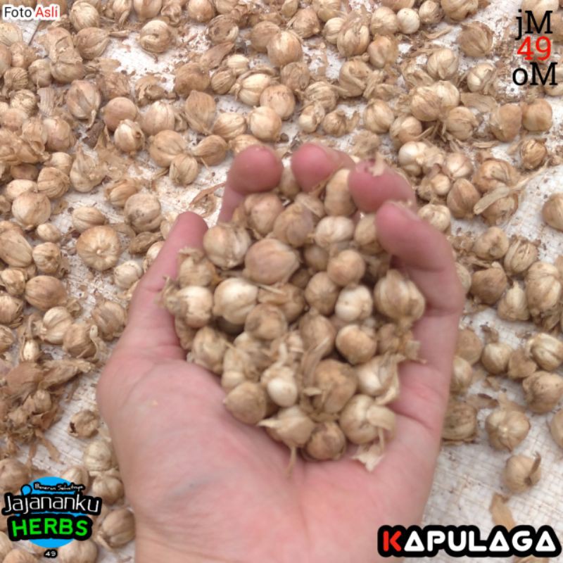 

100gr Kapulaga Jawa Kering Biji Besar Best Quality Cardamom Rempah JSR