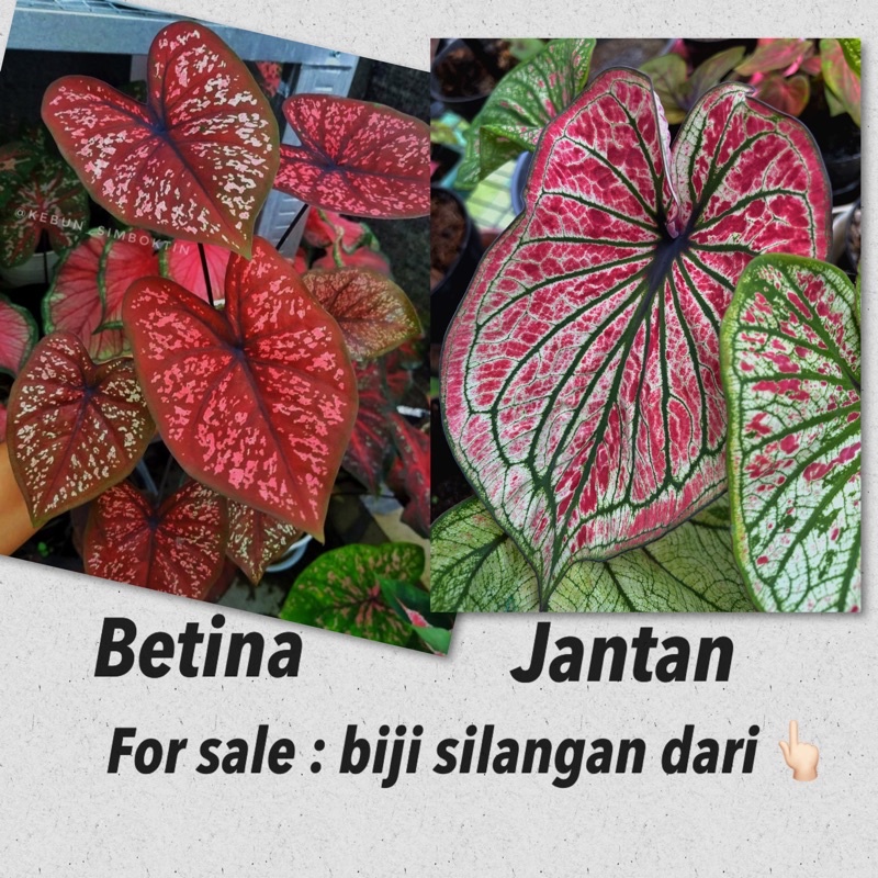 paket Biji seven luck