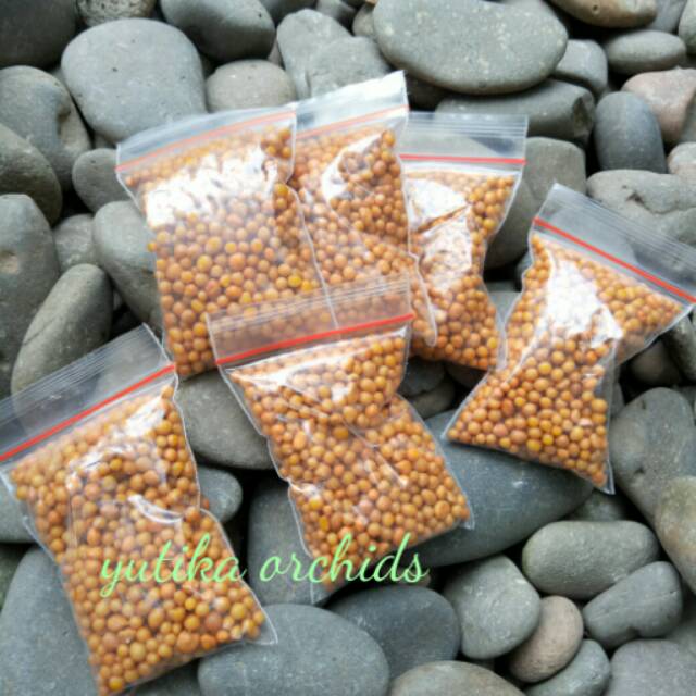 Osmocote (Asli Thailand)