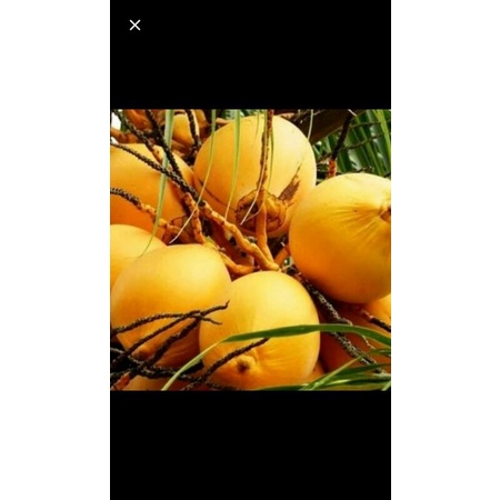 

Buah kelapa gading/kelapa muda