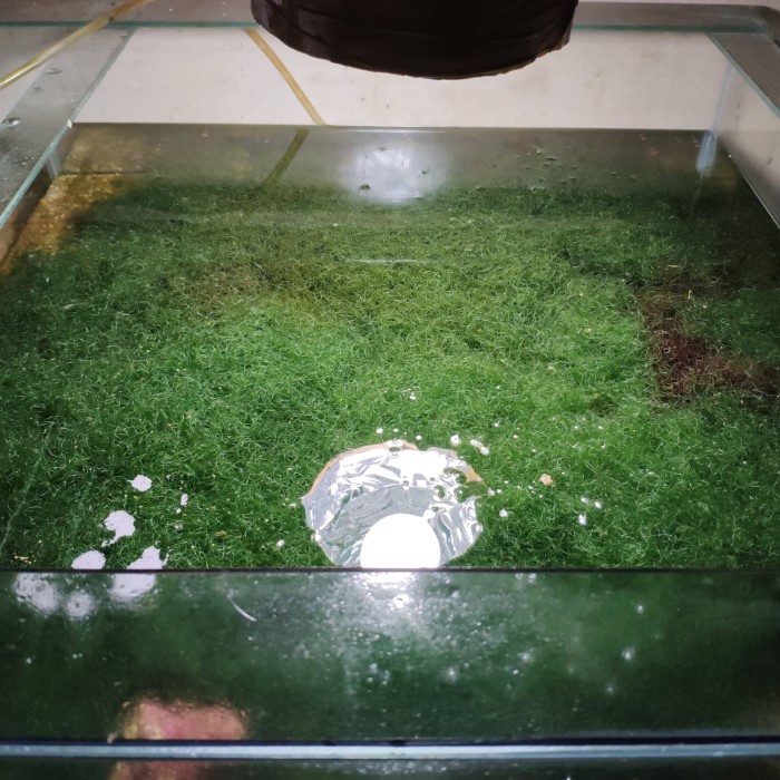 

Instant-Camilan- Makro Algae Chaetomorpha Khusus Grab/Gosend -Camilan-Instant.