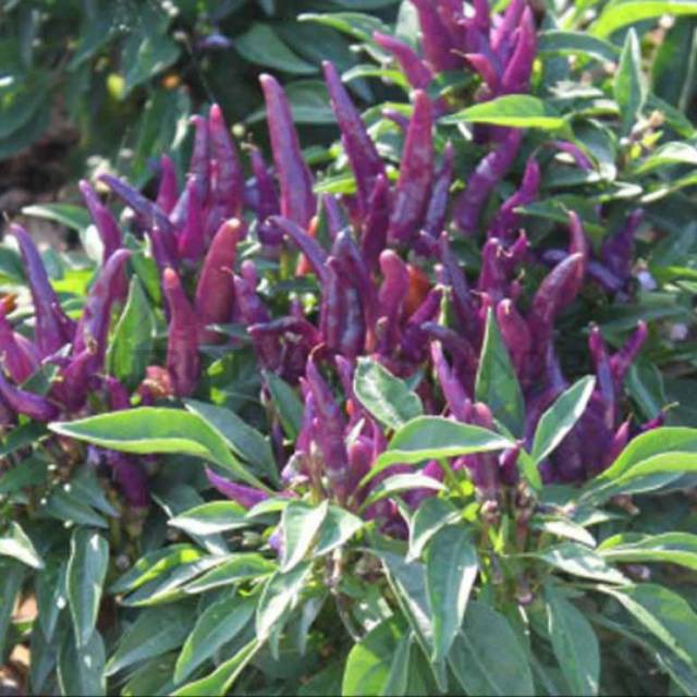 5 BIJI BENIH CABE UNGU