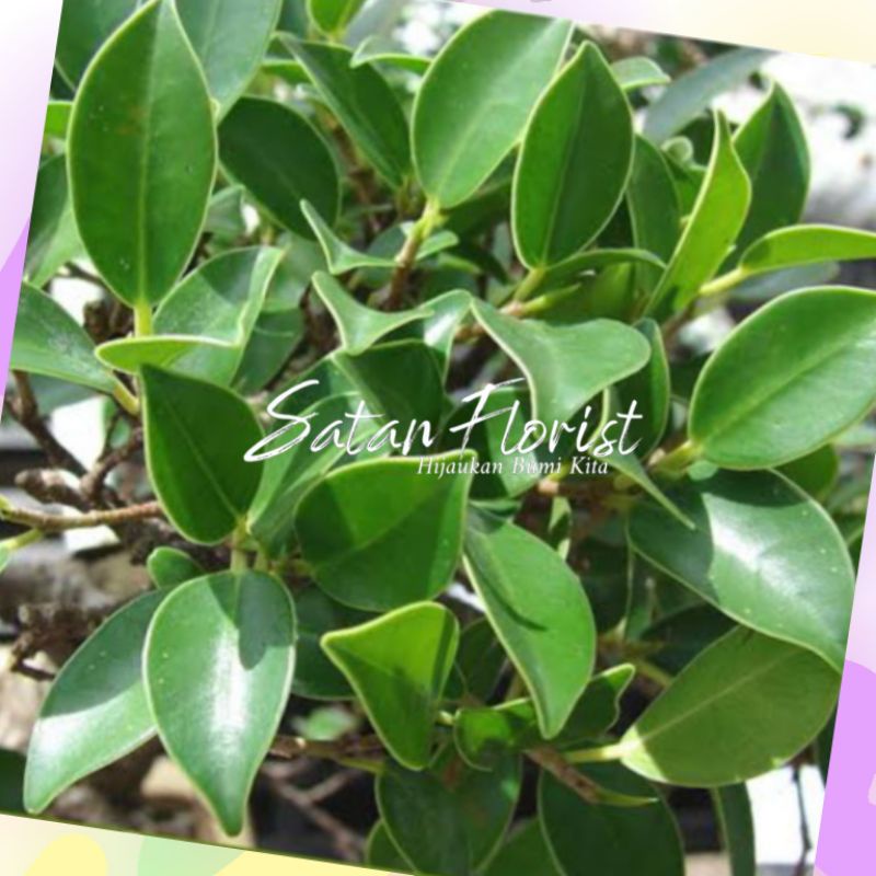 Bahan Bonsai Beringin Kimeng