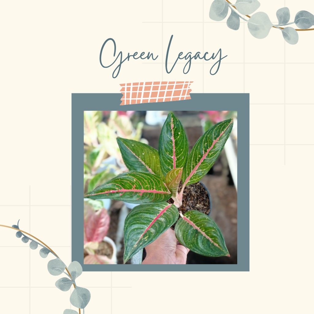 Aglonema Legasi hijau Green legacy Tanaman Hias Aglonema Green Legacy