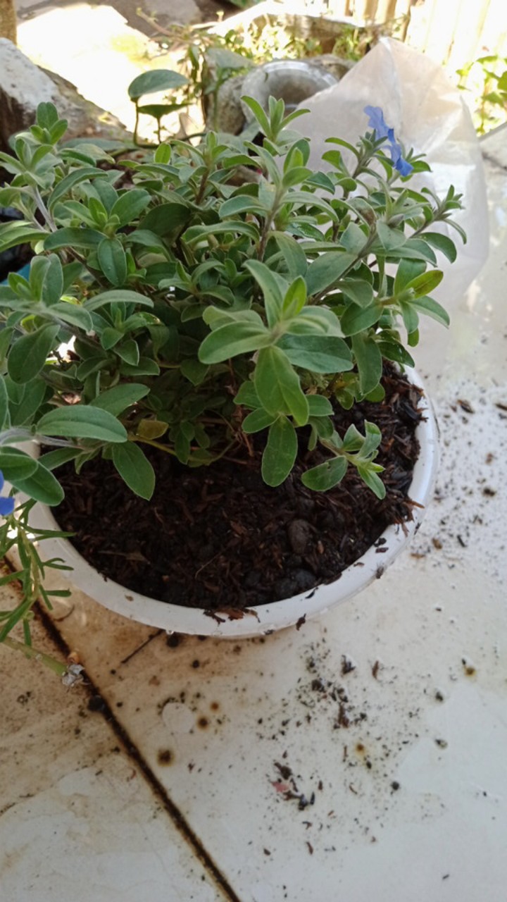 Tanaman Hias Bunga Blue Eyes Atau Baby Blue Rimbun