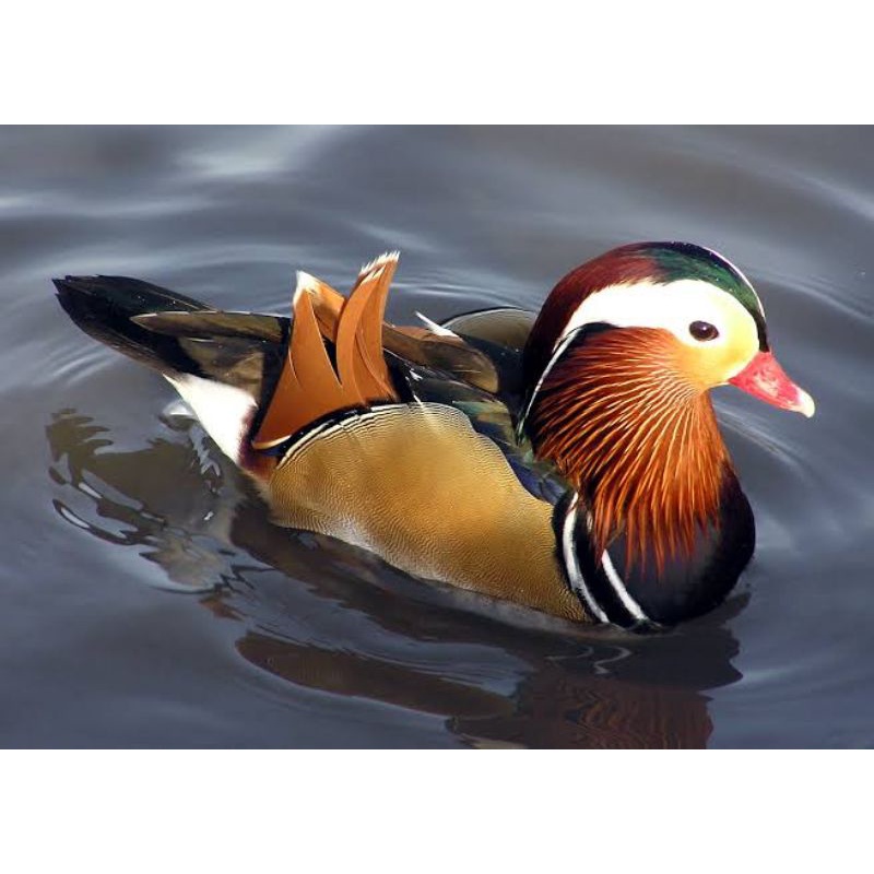 telur bebek hias Mandarin duck