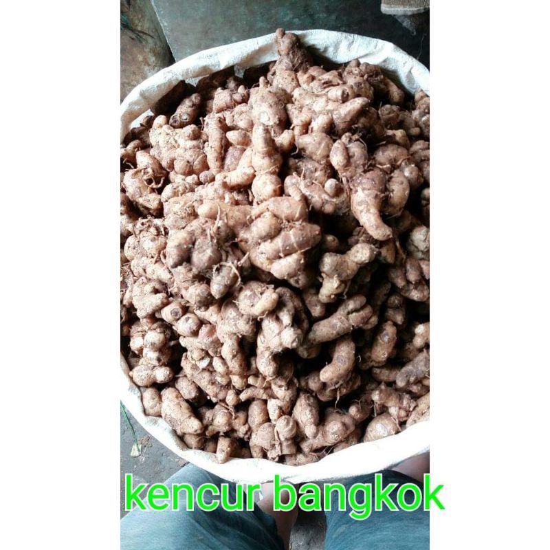 

kencur